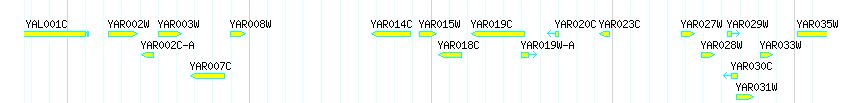 Genes detail