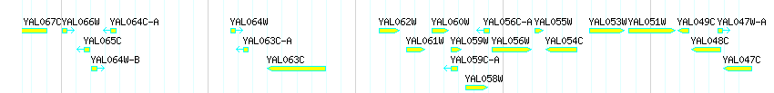 Genes detail