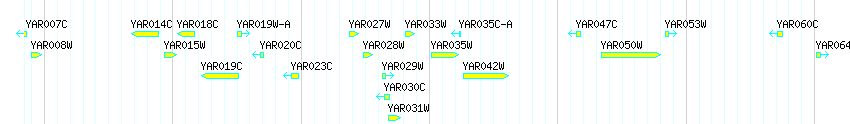 Genes detail