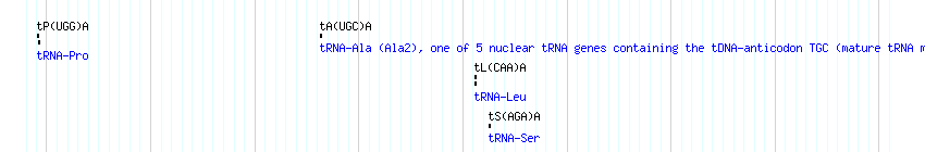 tRNAs detail