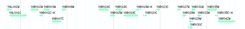 Genes detail