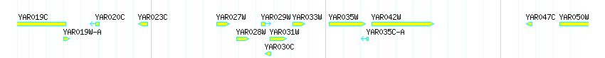 Genes detail
