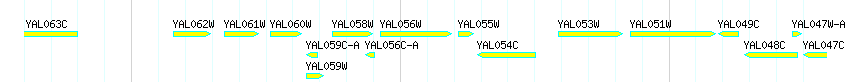 Genes detail