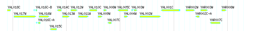Genes detail