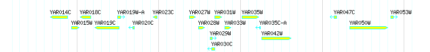 Genes detail