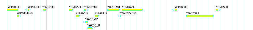 Genes detail