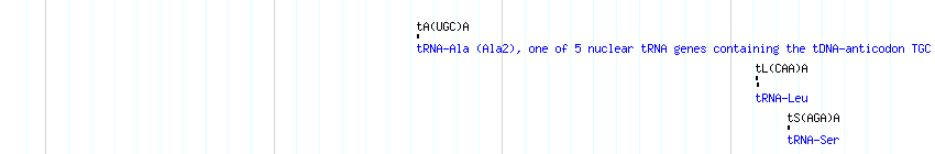 tRNAs detail