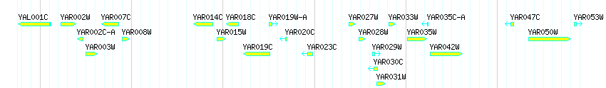 Genes detail