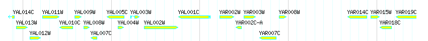 Genes detail