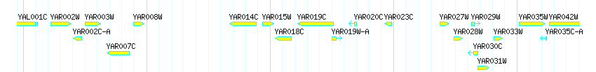 Genes detail