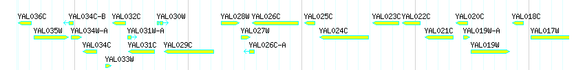 Genes detail