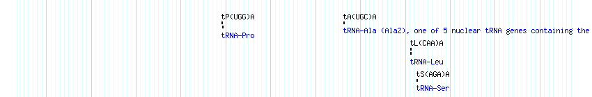 tRNAs detail