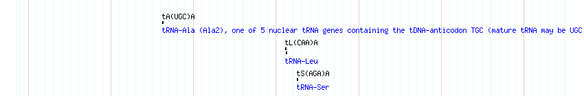 tRNAs detail