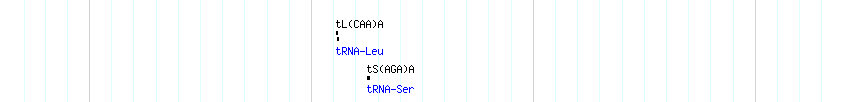 tRNAs detail