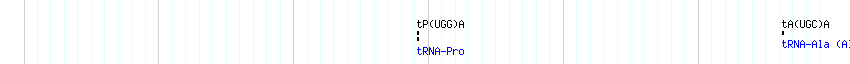 tRNAs detail