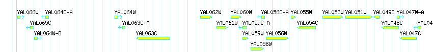 Genes detail