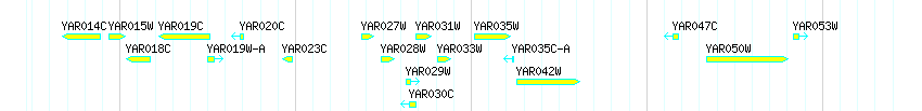 Genes detail