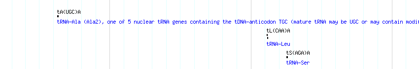 tRNAs detail