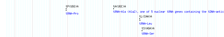 tRNAs detail