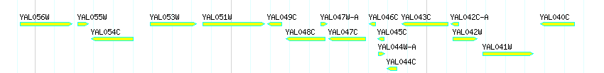 Genes detail