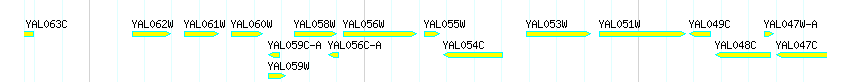 Genes detail