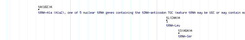 tRNAs detail