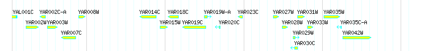 Genes detail