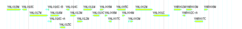 Genes detail