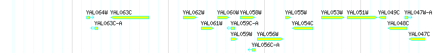 Genes detail