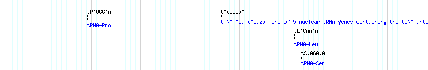 tRNAs detail