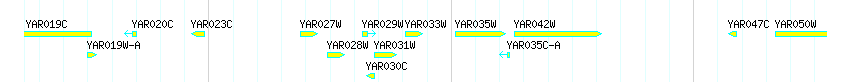 Genes detail