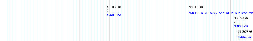 tRNAs detail