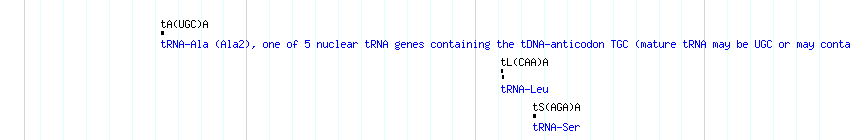 tRNAs detail