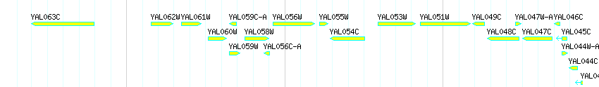 Genes detail