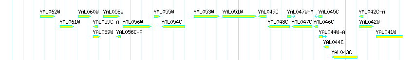 Genes detail