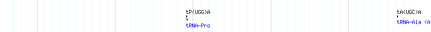 tRNAs detail
