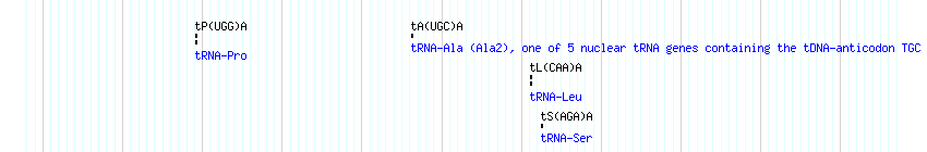 tRNAs detail