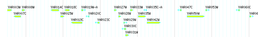 Genes detail