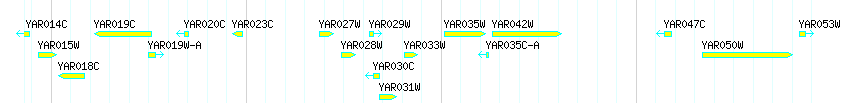 Genes detail