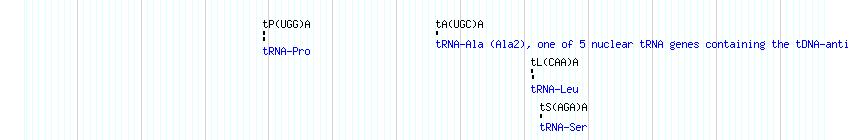 tRNAs detail