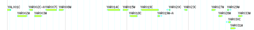 Genes detail