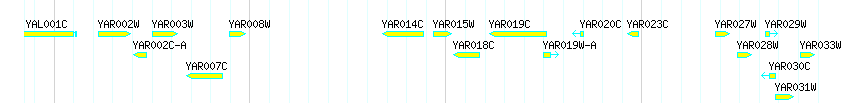 Genes detail