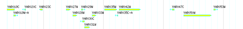 Genes detail