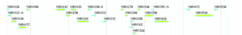 Genes detail
