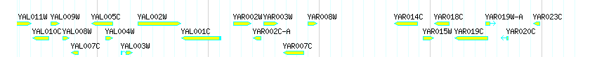 Genes detail
