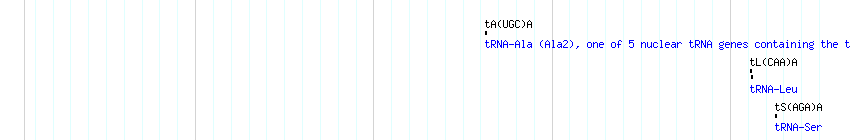 tRNAs detail