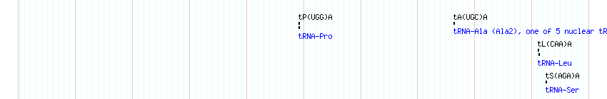 tRNAs detail
