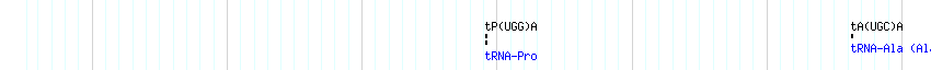 tRNAs detail