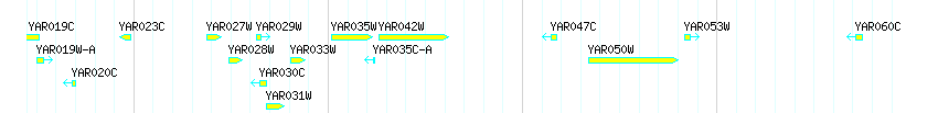 Genes detail