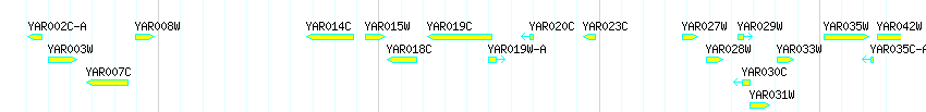 Genes detail